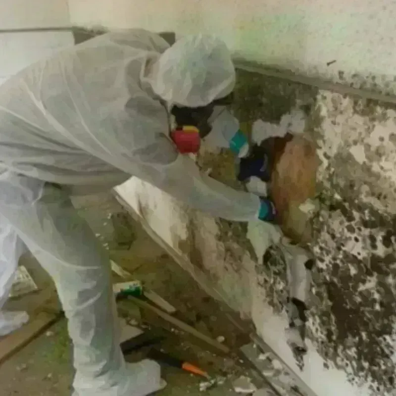 Mold Remediation and Removal in Benicia, CA